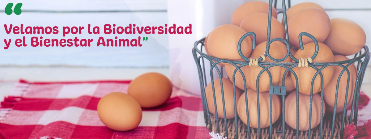 Huevos ecológicos Madrid